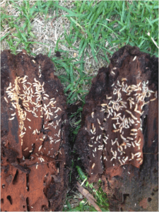 Termites in tree