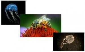 Box JellyFish; Bee; Irukandji