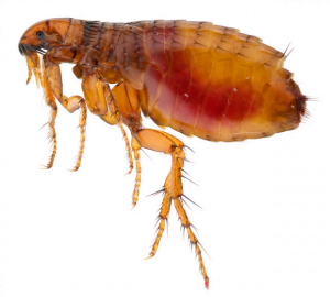 modern flea