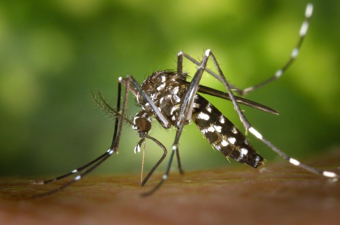 Mosquitoes Bite Human
