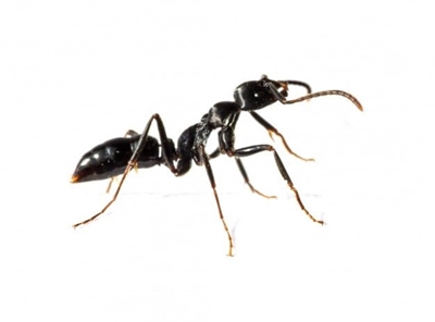 Ant Control