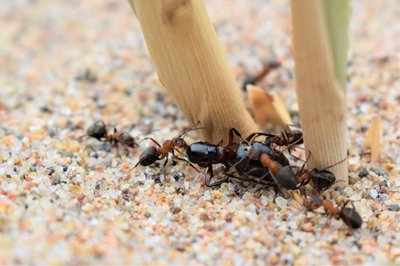 Control Ants