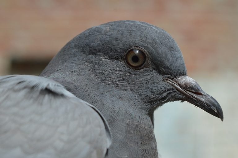 Pigeon Pest Control Services