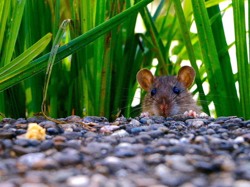 Rat & Rodent Pest Control