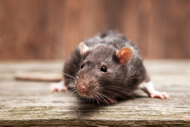 Mice Pest Control Services