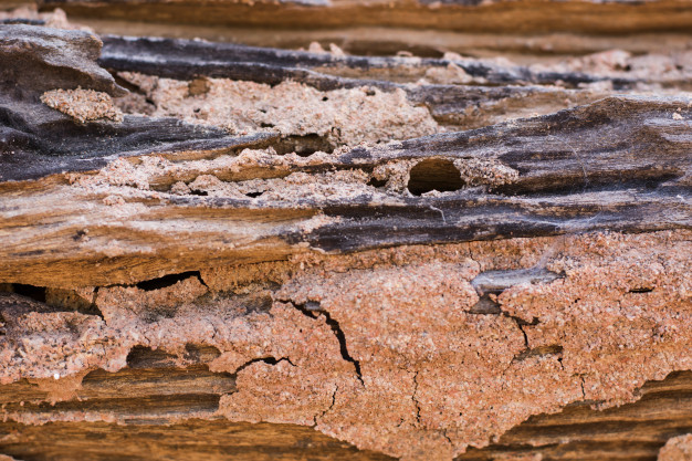 termites-eat-wood