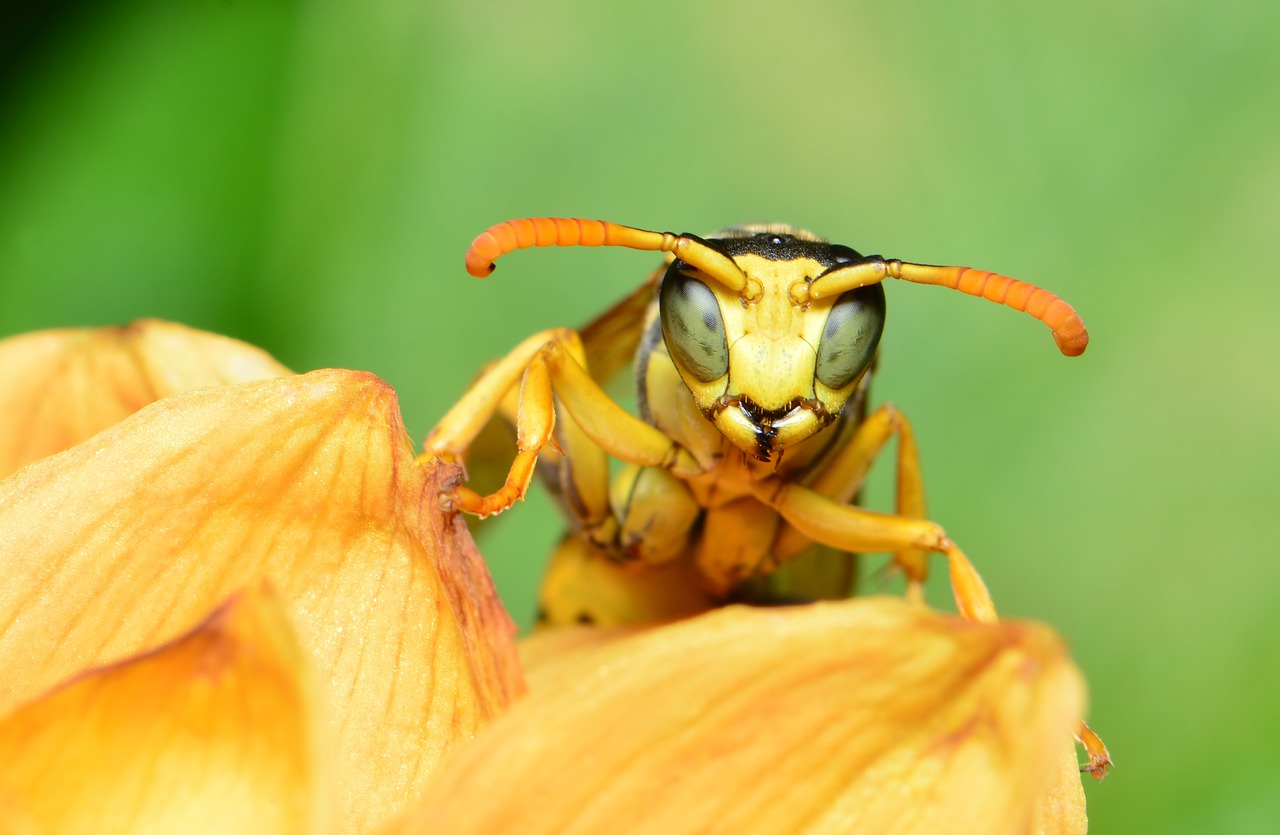 Queen Wasp